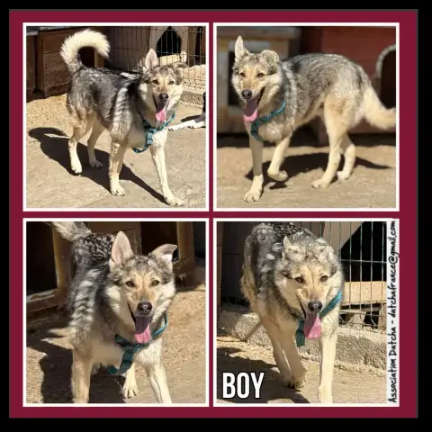 Boy