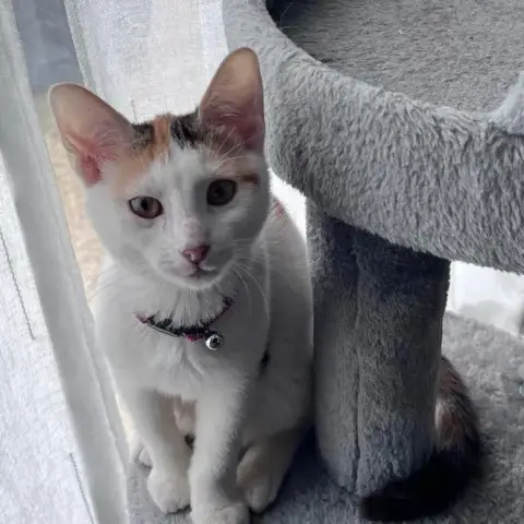 Chat–Kira