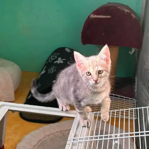 5 Chatons photo 3