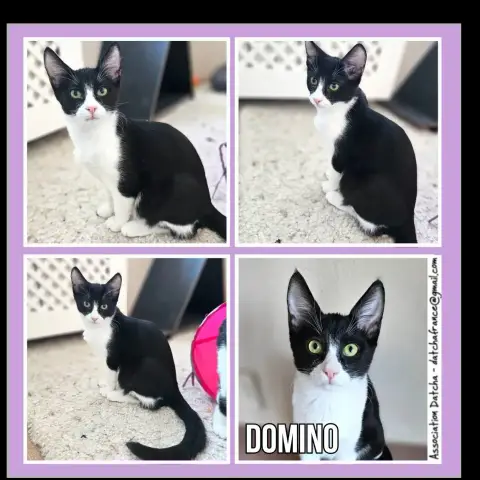 Domino