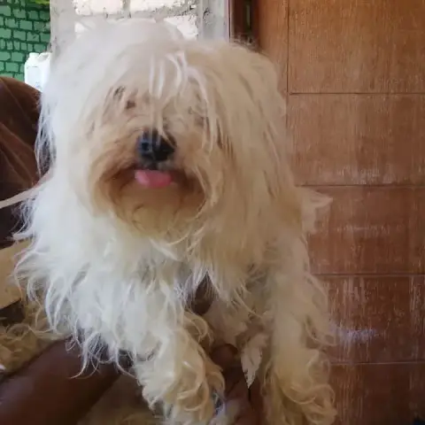 Oscar