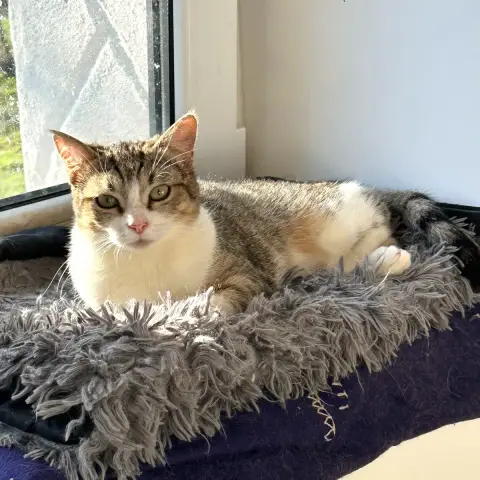 Nala