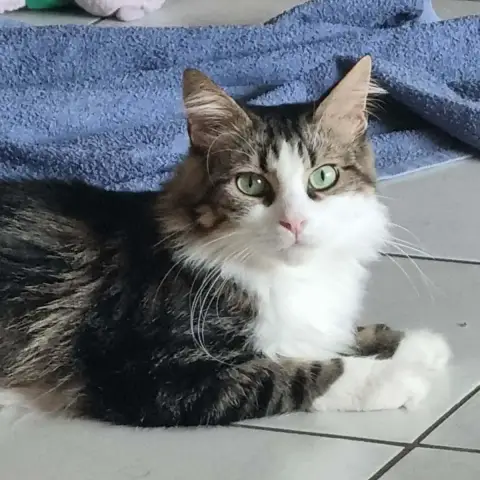 Amaretto