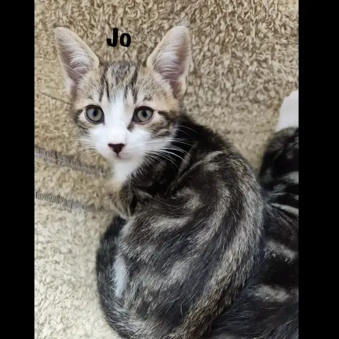 Jo