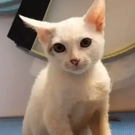 ✨️ Mousson ✨️ 🐱
