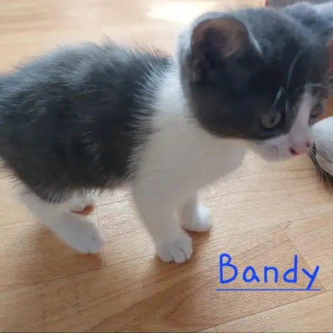 Bandy