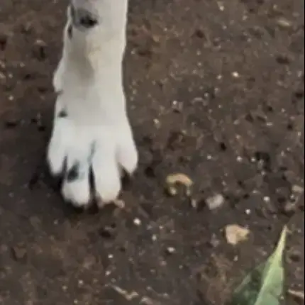 Frida