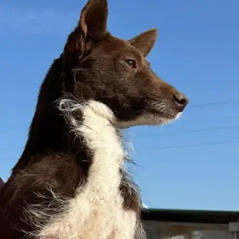 Chocapik