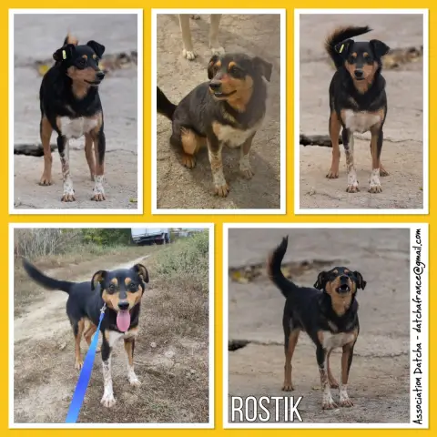 Rostik