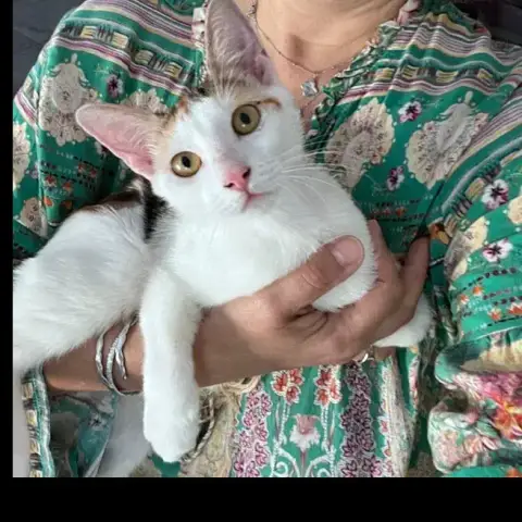 Chatkira