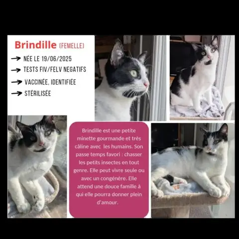 Brindille