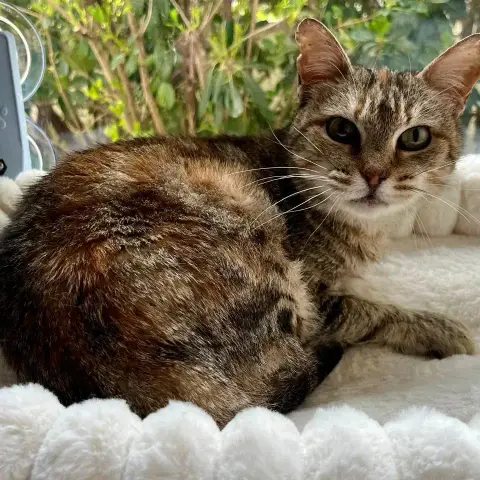 Bettina photo 3