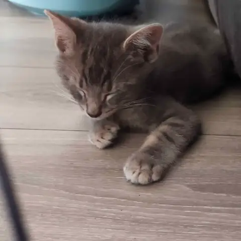 Milo