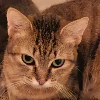 Aya Jeune Chatte
