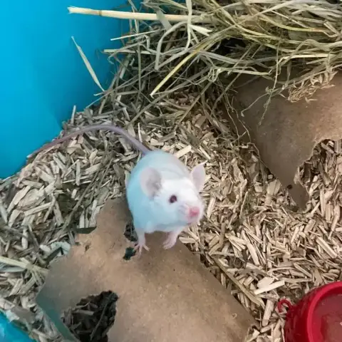 Mochi