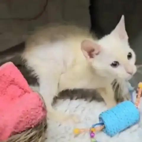 ✨️ Zephyr ✨️ 🐱 photo 3