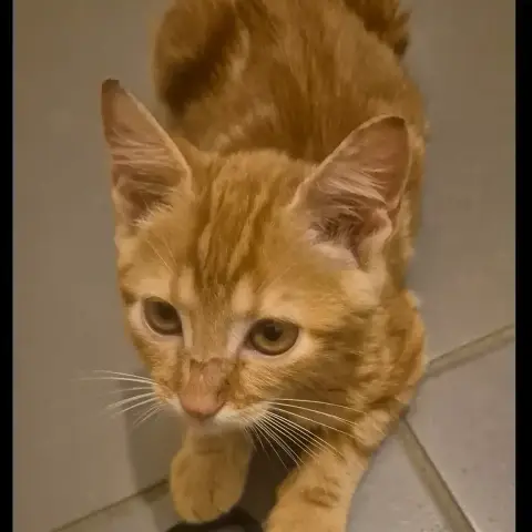 Bokit