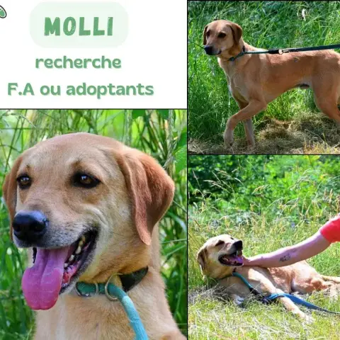 Molli photo 3