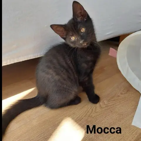 Mocca photo 2