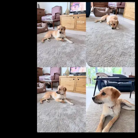 Mira