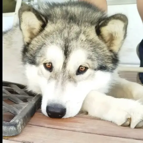 Marley photo 2