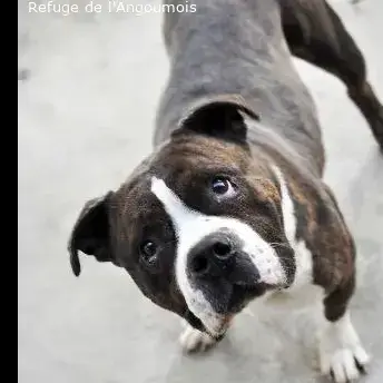 Pepito photo 2
