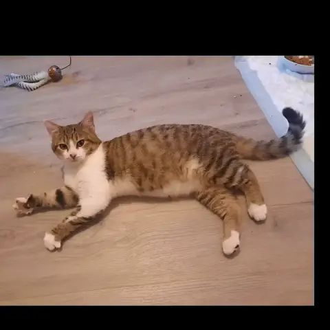 Mickey photo 3