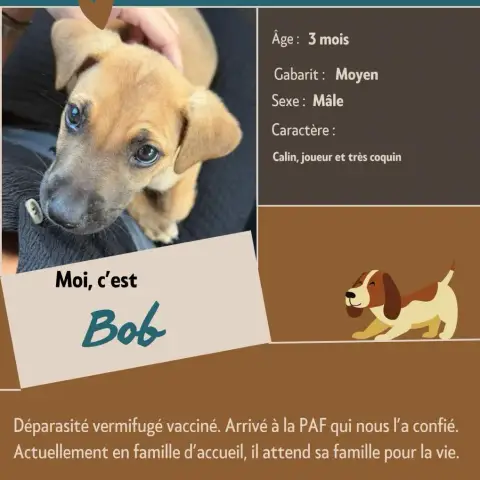 Bob