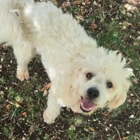 Adopter Loulou Bouille D'Amour