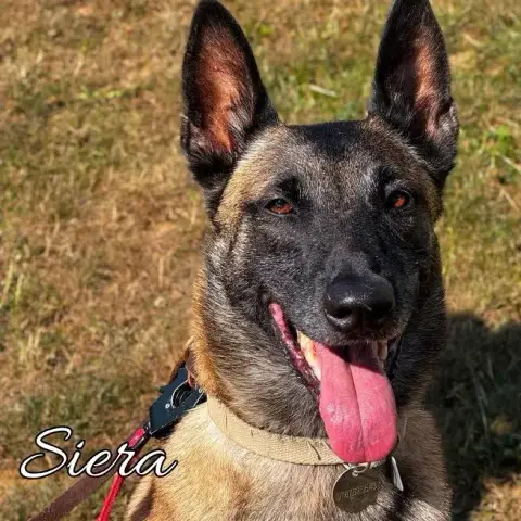 Siera