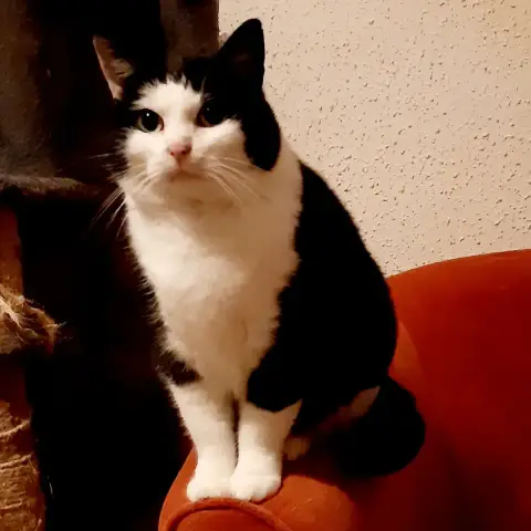 Esmeralda