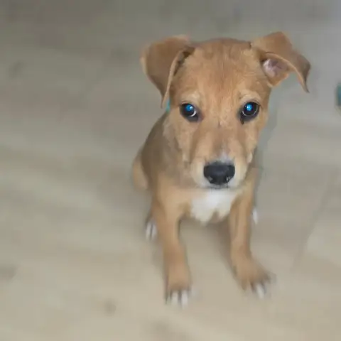 Basil