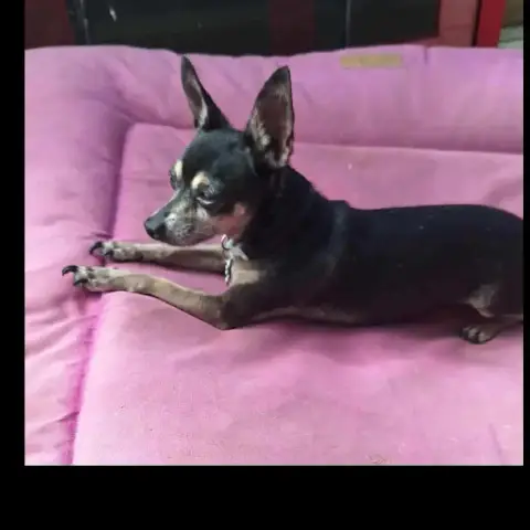 Ziggy Le Petit Pinscher photo 3