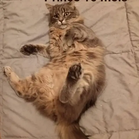 Prince