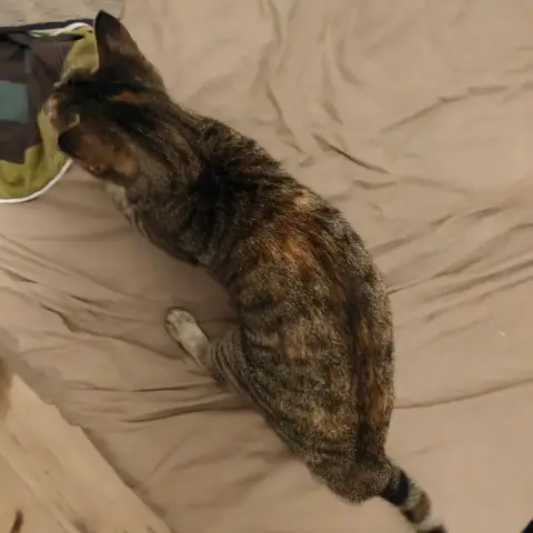 Minette photo 2