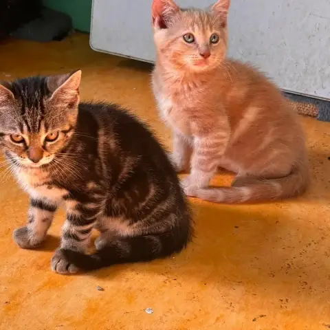 5 Chatons