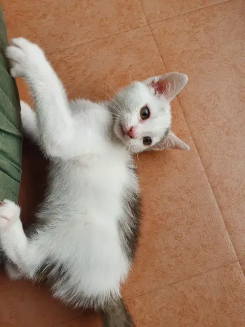 Vanille