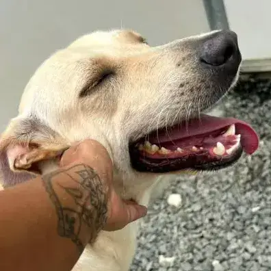 ✨️ Franklin ✨️ 🐶