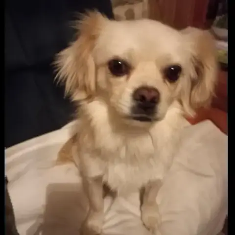Tori