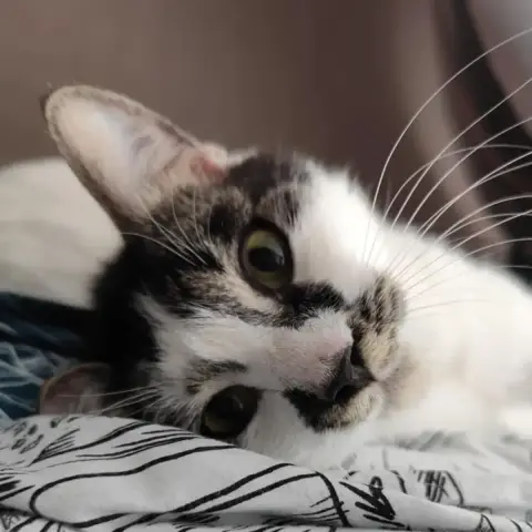 Nala photo 3