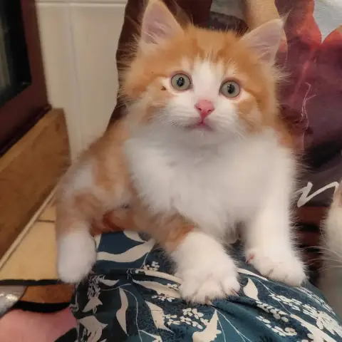 Bruce