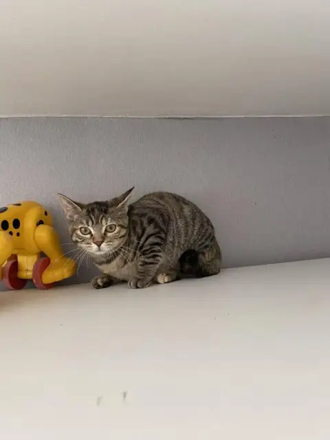 Taika