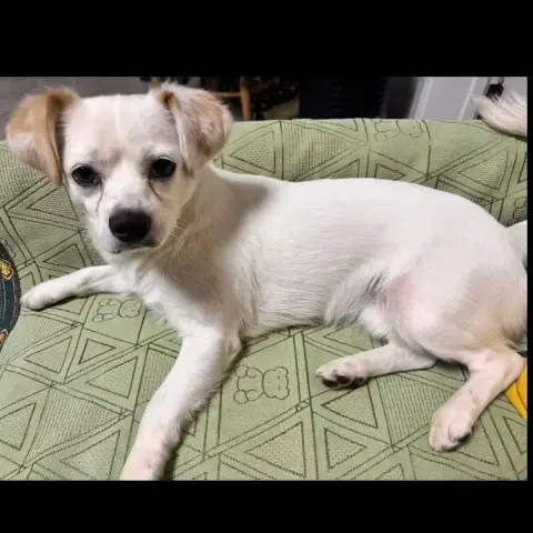 Griffin photo 2