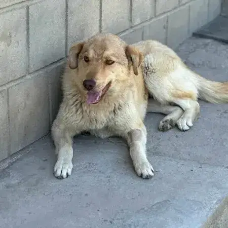 Blonda photo 2