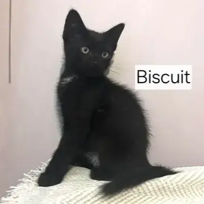 Biscuit_2