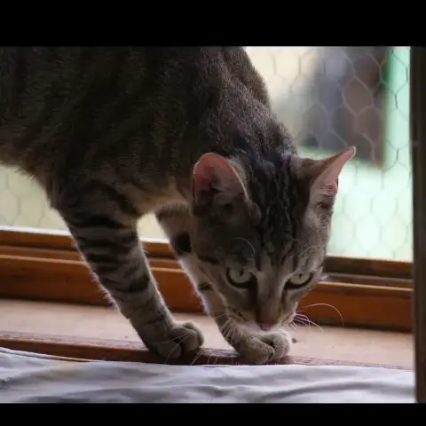 Luciol photo 3