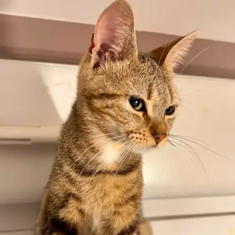 Athena