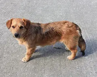 Teddy