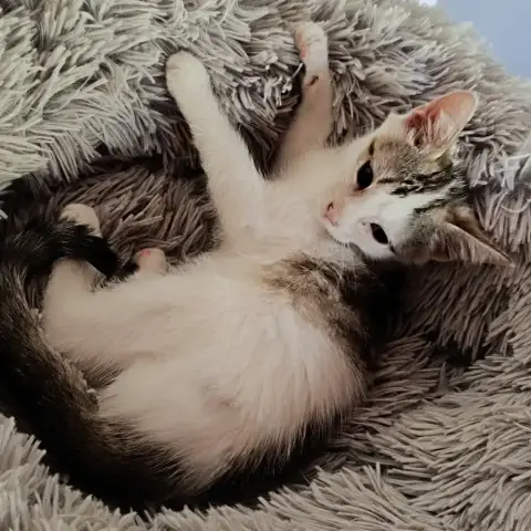 Bacardi