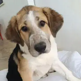 Valko